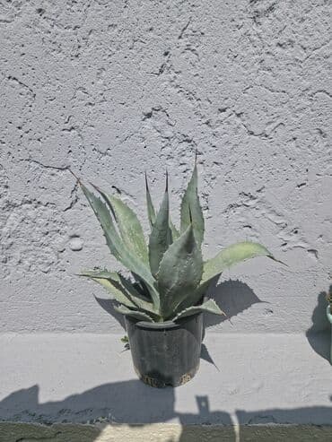 Bu, qabda yetişdirilmiş agava bitkisidir, yaşıl rəngli sərt, uclu