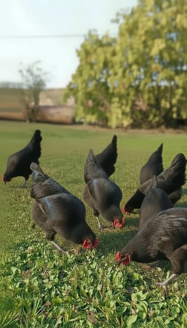 Toyuq, Damazlıq lalafo.az -da Toyuq, Damazlıq