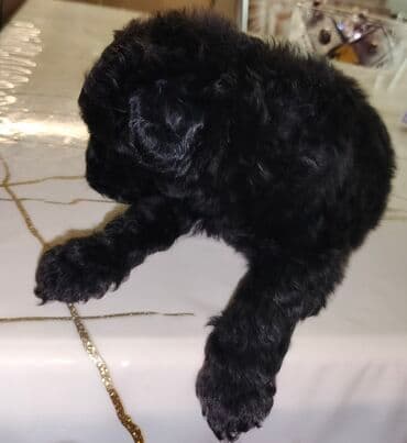 золотистый ретривер бишкек: :Qara rəngli balaca pudel balasi 45 gunlukdur evde — 4