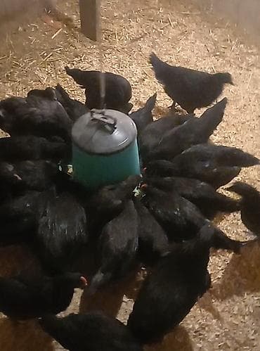 brahma toyuqları: Toyuq, Damazlıq — 4