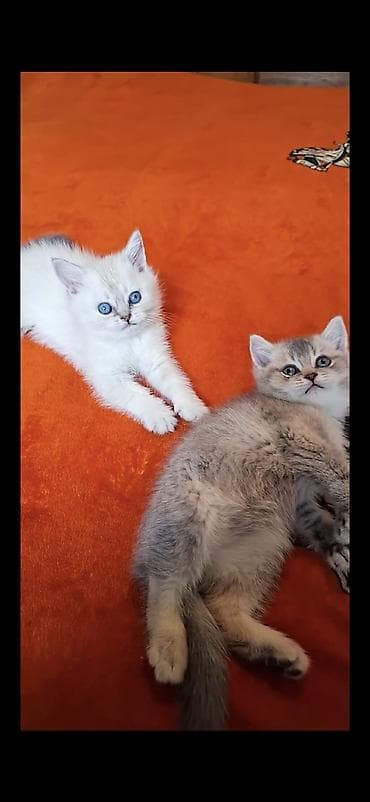 anqor pişik: Şotland yastı qulaq — 2