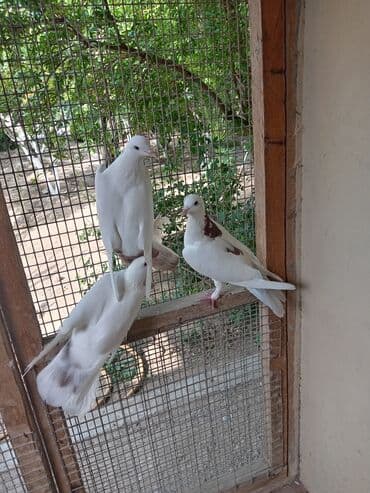 ayliq 10 azn internet: Salam saglam göyərçinlər satılır üçüdə ərkəydi — 5