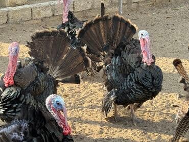 atla eşşəyin cütləşməsi: Erkək, Damazlıq — 4