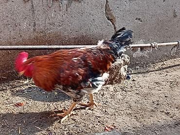 hinduska balasi satilir: Salam 8 ayliq xoruzdu tam sağlamdi öz he yetimin heyvandi banliyir — 2