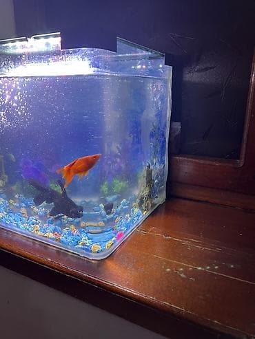 heyvanlar: Akvaryum seti – tam işlək komplekt - Şəffaf şüşə akvaryum, düzbucaqlı — 3