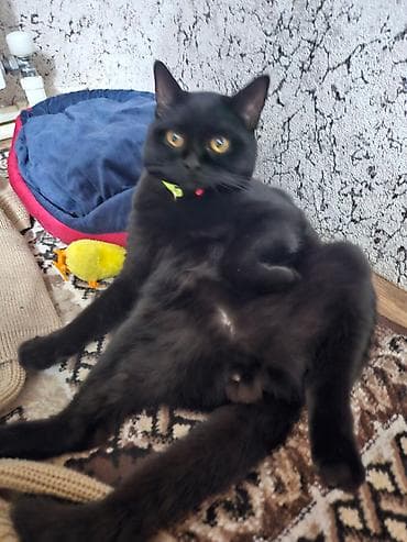 Britan, Erkək, Yaxşı əllərə, Ünvandan götürmə