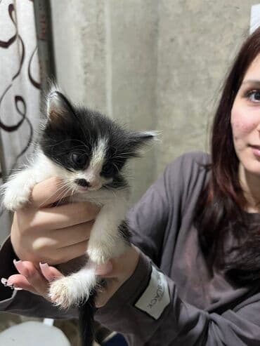 где можно купить котенка: Yaxşı əllərə — 2