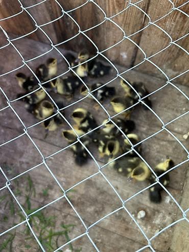 yasil bas ordek: Öz heyetimin otqanik iynesiz dermansiz org lavanda elaqe saxlaya — 2