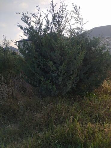 Bıçaqlar: Şam ağacı fidanları - Növ: Şam (iynəyarpaq, həmişəyaşıl) - Təyinat — 21