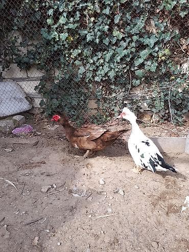 Qaz: Erkək, Damazlıq — 2