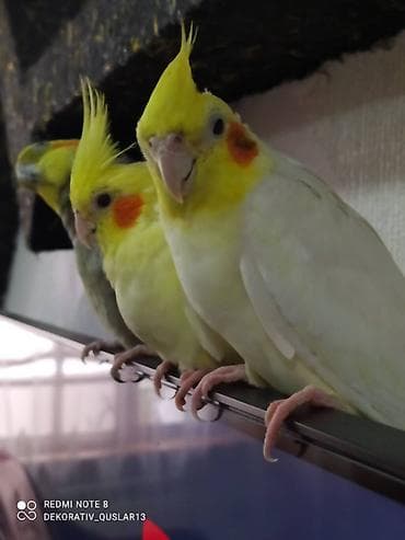 qarğa balası: Salam danisan quslar satilir. Yaslari ferqlidir. Quslar dislemir — 5