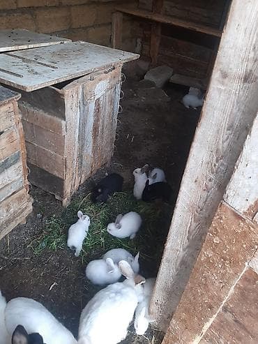 Satlıq dovşanlar sadəcə 2 aylıq balalar satılır 10-12 dənə bala