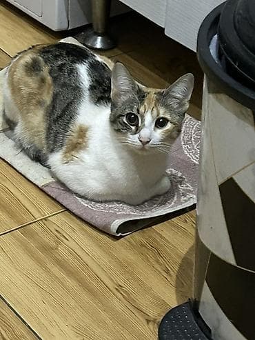 собака на продажу: Самка, В добрые руки — 2