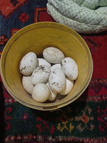 quslar type 1: Salam 11qaz yumrtasi linda — 1
