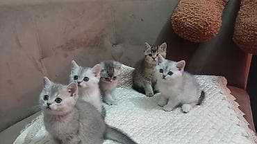 sort pisikler: Britan — 1