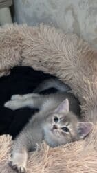 pişik şekileri: Britan, Dişi, Yaxşı əllərə, Ünvandan götürmə — 3