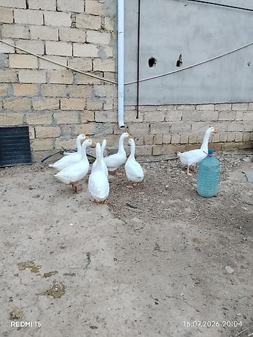 Linda qazlari 7ayliq iri sortdu