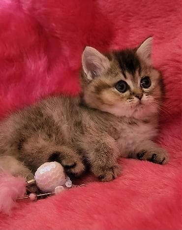 pişiylər: Britan, Dişi — 2