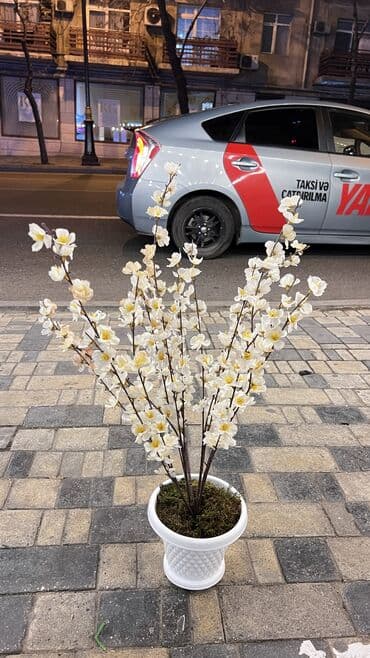 bitki toxumlari: Depodan bir basa satis 70azn baslayan dekarativ suni agaclar topdan — 10