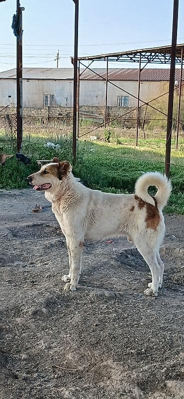 ev iti balaca: Qurdbasar, 2 il, Erkek, Peyvəndli, Ödənişli çatdırılma — 3