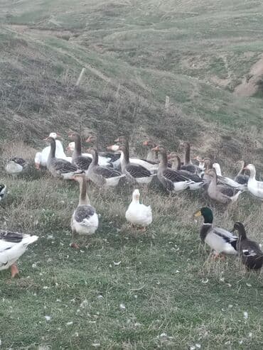 купить собаку в: Qazlar
8 ayliqdilar çekileri 3.5 dan 4.5 kimidi — 2