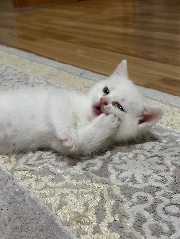 Erkək, Dişi, Yaxşı əllərə, Ünvandan götürmə, Pulsuz çatdırılma, Ödənişli çatdırılma