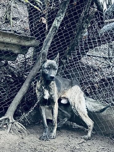 Akvariumlar: 2 il, Erkek — 4