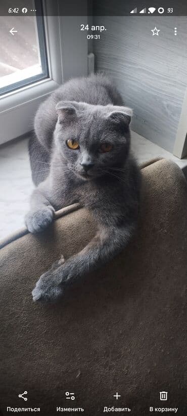 Şotland, Yaxşı əllərə lalafo.az -da Şotland, Yaxşı əllərə