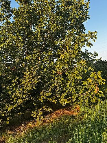 Torpaq sahələrinin satışı: 237 sot, Kənd təsərrüfatı, Mülkiyyətçi, Kupça (Çıxarış) — 7