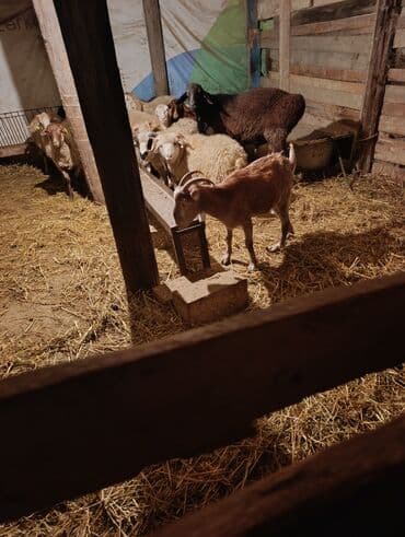 рынок животных в баку: 1 ci qarna bogaz heleb qatşq keci — 2