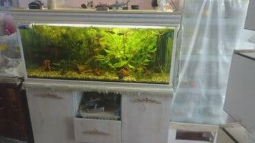 аквариум баку: Balıqlarla birlikdə, 277 l, Ünvandan götürmə — 2