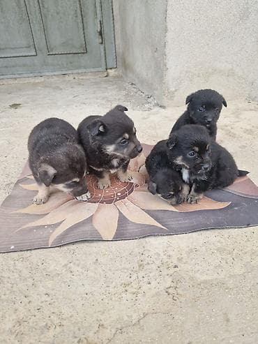 bala it: Zvonok — 4