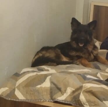 Alman çoban iti, 11 ay, Dişi