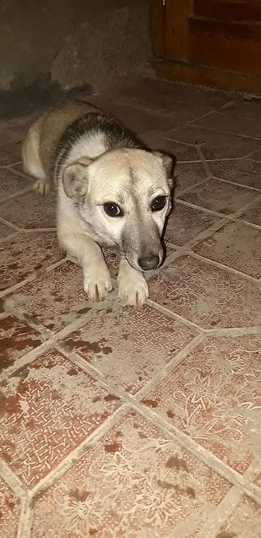 həyət itləri: Zvonok, 9 ay, Dişi — 2