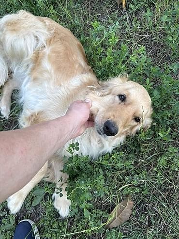 alman coban itləri: Labrador Retriver 50 gunluk balalar tam saglamdirlar qurd dermanlari — 4