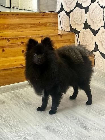 mini spitz: Şpitz, 7 ay, Erkek, Peyvəndli, Ünvandan götürmə — 5