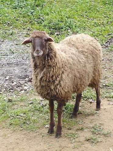 Yemlər: Salam Allah hamının malına bərəkət versün! Şəkildə gördüyünüz quzular — 9