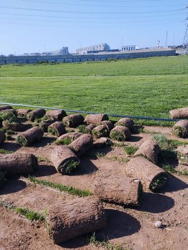 suni qazon qiyməti: Rulon qazon - Peşəkar qazon plantasiyasından kəsilib rulon halında — 3