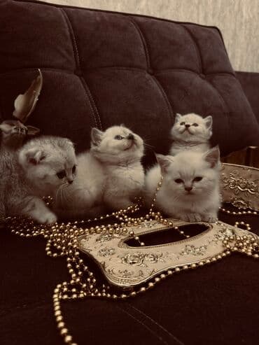 xamyak yuvası: Şinşilla, Erkək, Dişi — 13