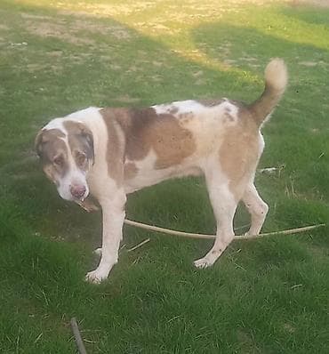 gence it bazari: Qurdbasar — 5