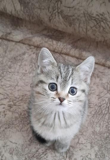 dişi pişik: Britan, Erkək, Dişi, Ünvandan götürmə — 2