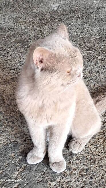 britan pişiyi: Britan, Erkək — 2