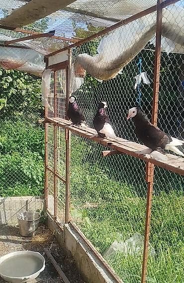 göyərçin satışı: Salam.diqəətlə oxu sora yaz.3 dənə ağbaş satilir.bir cüt və birdenəde — 1