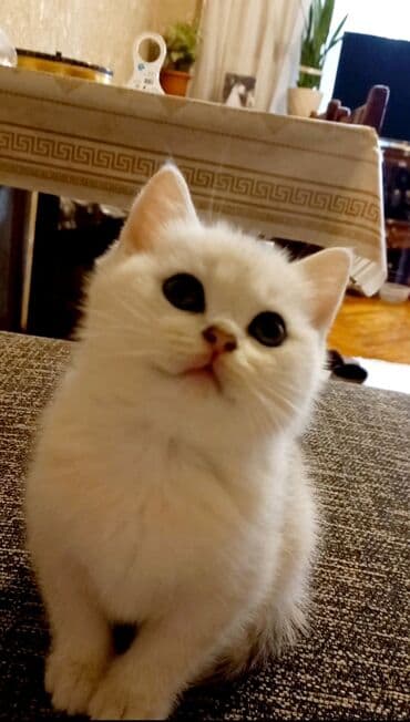 britan pisiyi: Britan, Erkək, Dişi, Yaxşı əllərə, Ünvandan götürmə — 5