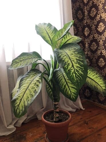 Dieffenbachia (kəpənək yarpaqlı) otaq bitkisi - Növ: Dieffenbachia