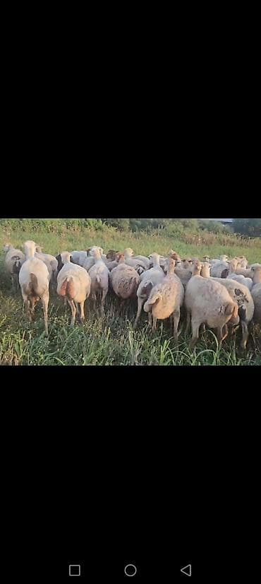 Qoyun sürüsü – satış üçün - Növlər: qarabaş/yerli südlük-ətlik