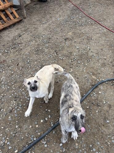 сколько стоит собака бу: С прививками — 2