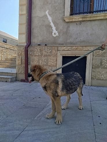 Alman çoban iti, 4 ay, Erkek