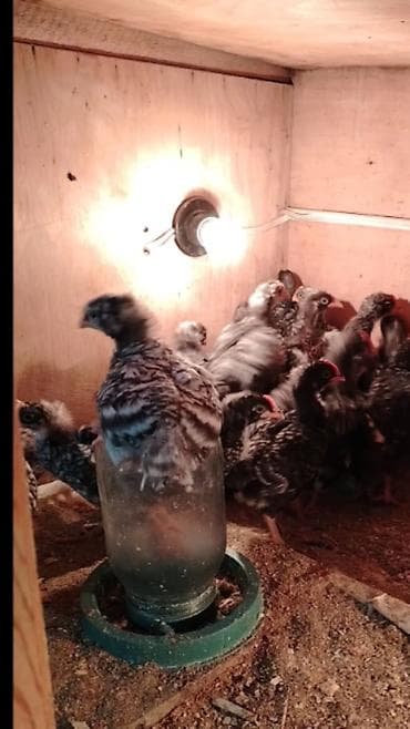 pudel it satisi: 1aylıq xarkov cucələri satıram 6günüylərdə var afstrolop cucə lərdə — 2