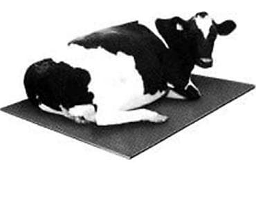 Рогатый скот: Heyvan rezinleri Heyvan yatakları heyvan döşəkləri Yeni Türkiyə — 6